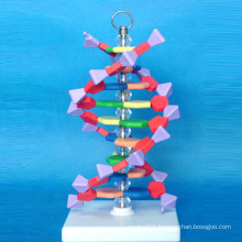 European DNA Enlarged Microstructure Model for Teaching (R180106)